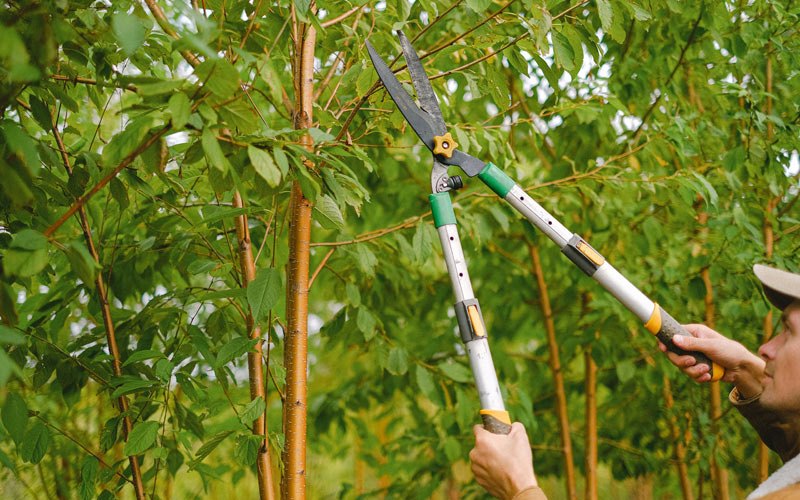 Tree trimming in Cannelburg, IN